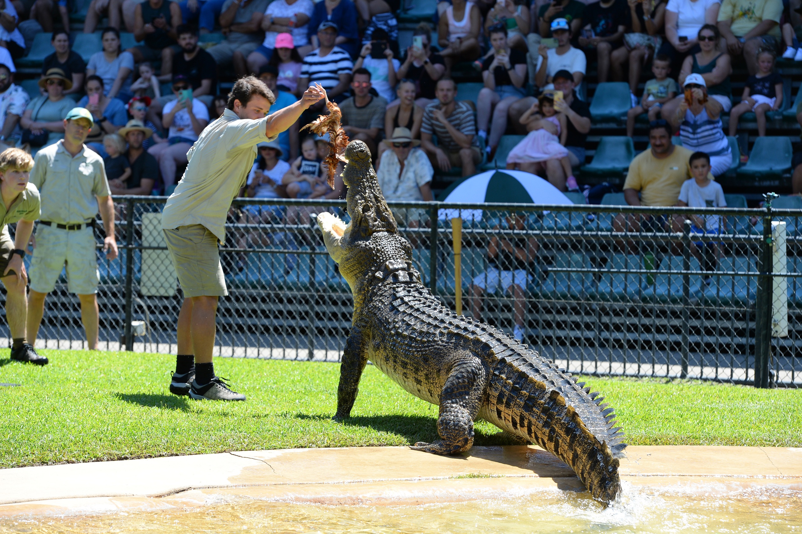 Up close and personal with the Crocs at Australia Zoo's Crocoseum