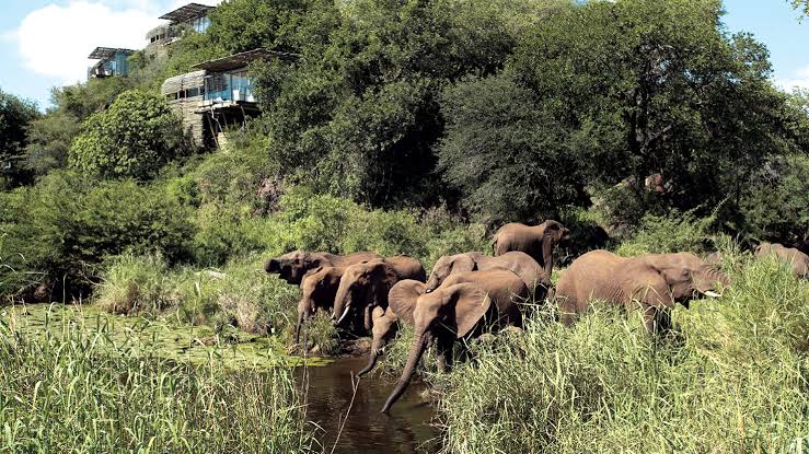 Literally wildlife everywhere!