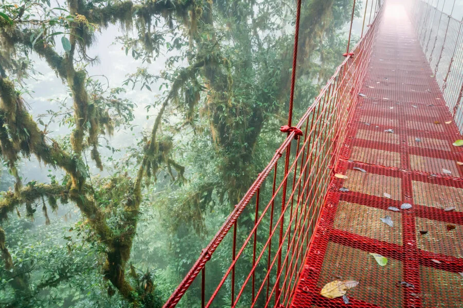 Its called the Cloud Forest for a reason