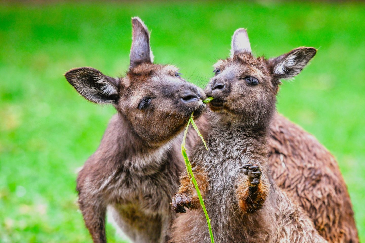 Kangaroo Island Kangaroos - cute!