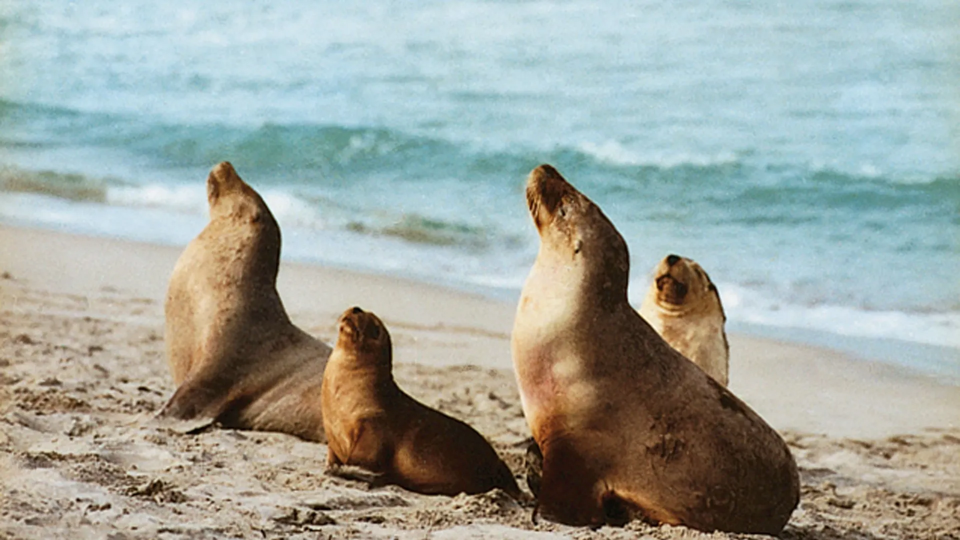 Kangaroo Island offers more than just Kangaroos