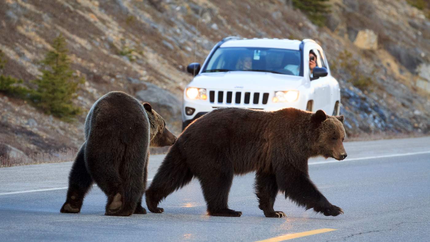 Bears on Icefields Parkway, Canada