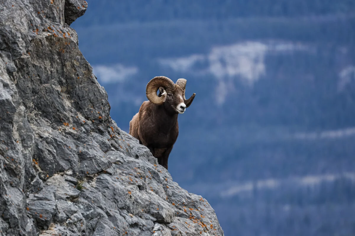 Bighorn Sheep, Canada