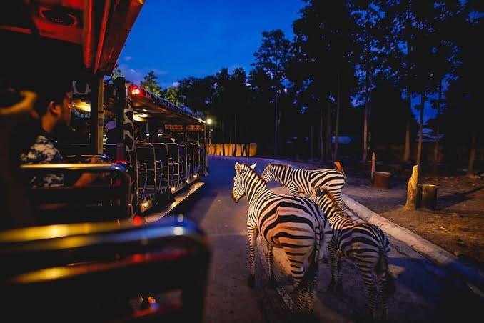 Singapore Night Safari - up close and personal
