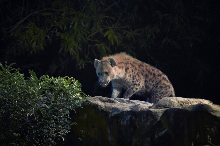 Things That Go Bump in the Night