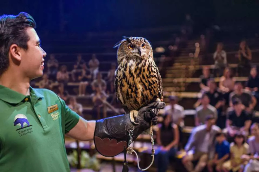 More Than Just Watching Animals