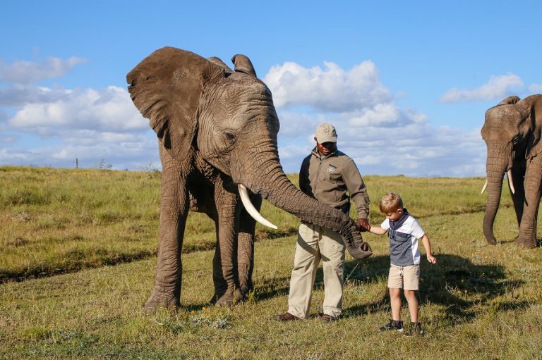 Knysna Elephant Park