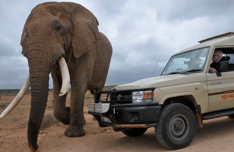 Addo Elephant National Park, sometimes the elephants holds up traffic