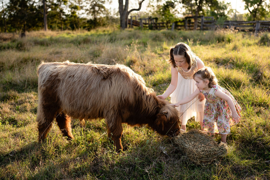 Highland Hideaway Experience, meet some seriously photogenic Highland cattle.