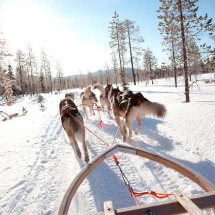 Husky Safari's
