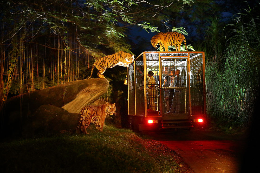 Singapore Night Safari: Where the Wildlife Works the Night Shift
